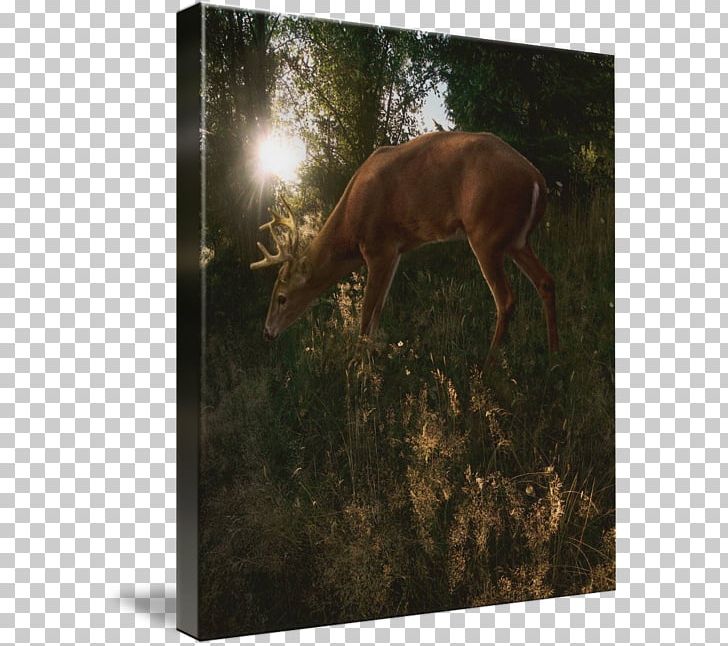 Elk Deer Antler Canvas Print Light PNG, Clipart, Animals, Antler, Canvas, Canvas Print, Deer Free PNG Download
