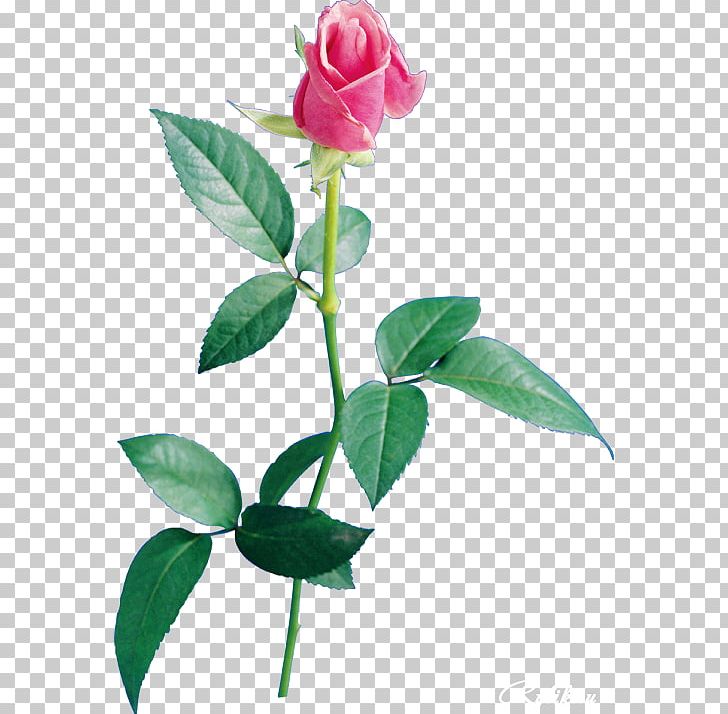 Flower Desktop PNG, Clipart, Artificial Flower, Branch, Bud, Cut Flowers, Desktop Wallpaper Free PNG Download