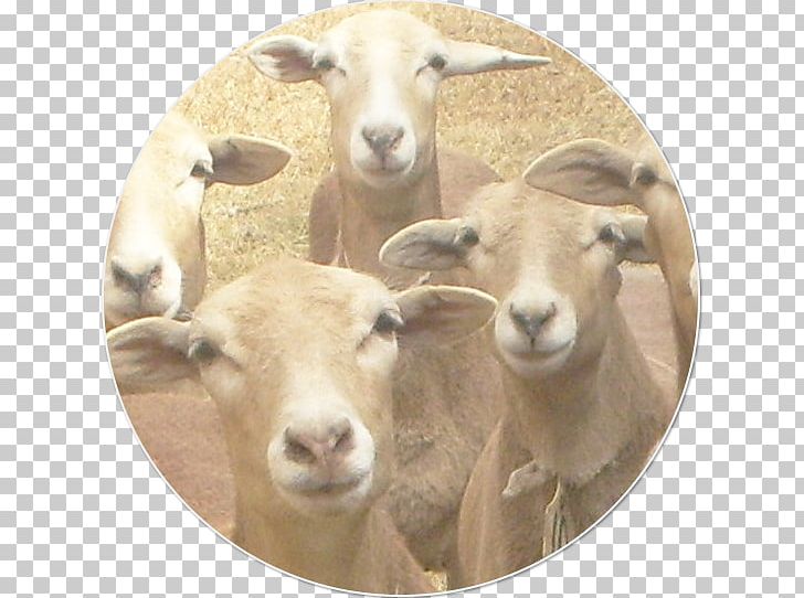 Goat Dorper Pelibuey Sheep Santa Inês Sheep Caprinae PNG, Clipart, Animals, Caprinae, Cow Goat Family, Dorper, Goat Free PNG Download