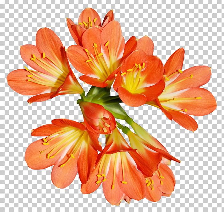 Orange Lily Of The Incas Flower PNG, Clipart, Alstroemeriaceae, Buket, Color, Cut Flowers, Easter Lily Free PNG Download