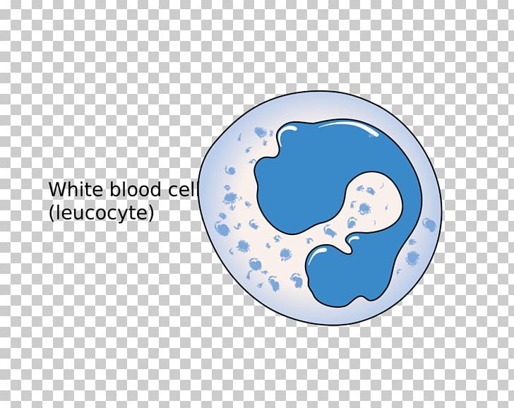 White Blood Cell Red Blood Cell Immune System PNG, Clipart, Basophil, Blood, Blood Cell, Blue, Brand Free PNG Download