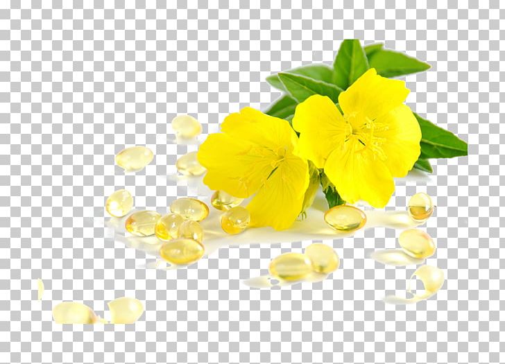 Common Evening-primrose Oil Gamma-Linolenic Acid Health Dietary Supplement PNG, Clipart, Avocado Oil, Borage Seed Oil, Carrier Oil, Common Eveningprimrose, Dietary Supplement Free PNG Download