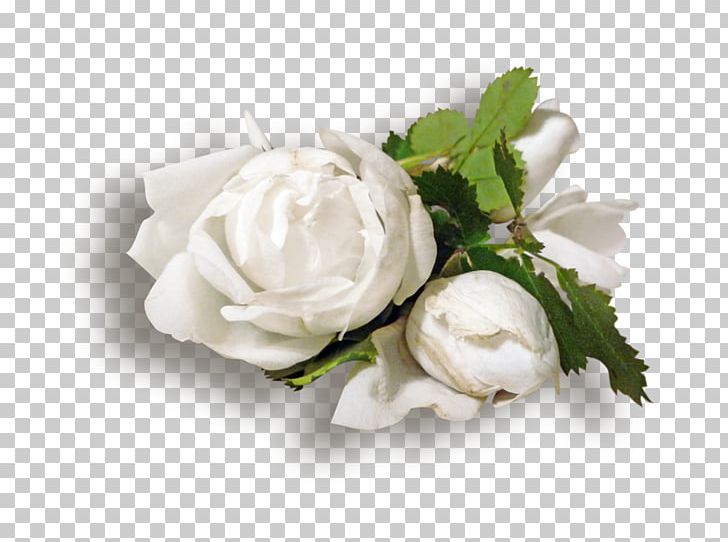 Garden Roses Flower White PNG, Clipart, Beach Rose, Color, Cut Flowers, Digital Image, Floral Design Free PNG Download