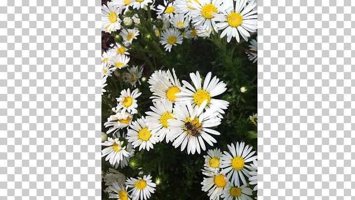Oxeye Daisy Marguerite Daisy Roman Chamomile Chrysanthemum Wildflower PNG, Clipart, Annual Plant, Aster, Chamaemelum Nobile, Chrysanthemum, Chrysanths Free PNG Download
