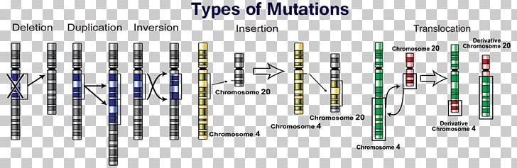 Point Mutation Genetics DNA PNG, Clipart, Angle, Biology, Chromosome, Deletion, Diagram Free PNG Download