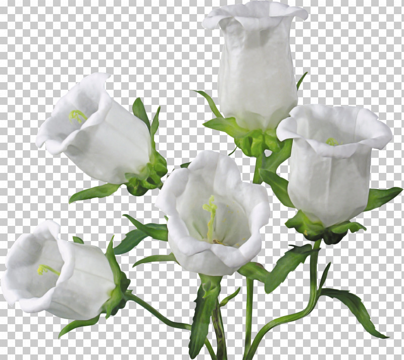 Garden Roses PNG, Clipart, Branching, Bud, Cut Flowers, Floristry, Flower Free PNG Download