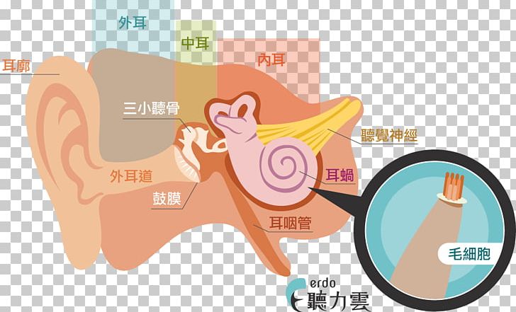 Hearing Hair Cell Cochlea Inner Ear PNG, Clipart, Acoustic Wave, Audiogram, Cochlea, Communication, Decibel Free PNG Download