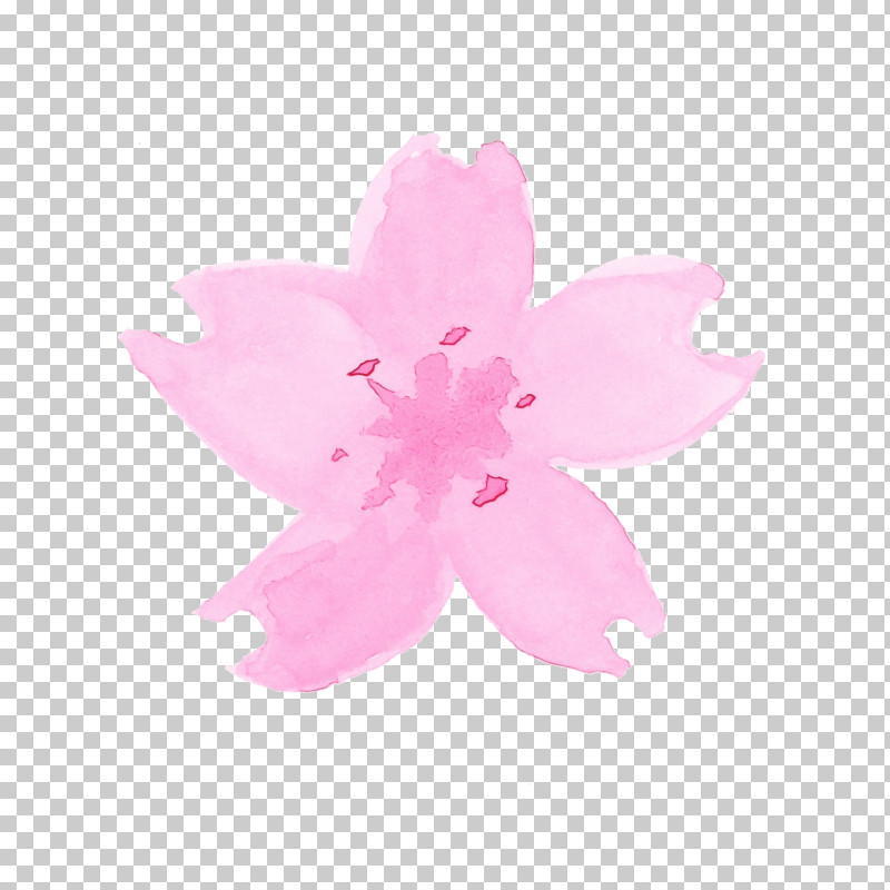 Cherry Blossom PNG, Clipart, Cherry Blossom, Flower, Magenta, Paint, Petal Free PNG Download