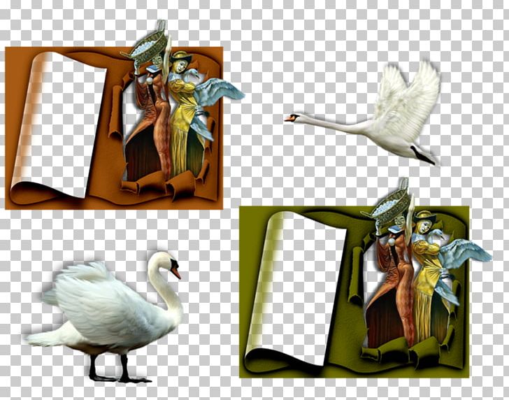 Beak Goose Cygnini Duck Bird PNG, Clipart, Anatidae, Animals, Beak, Bird, Cygnini Free PNG Download