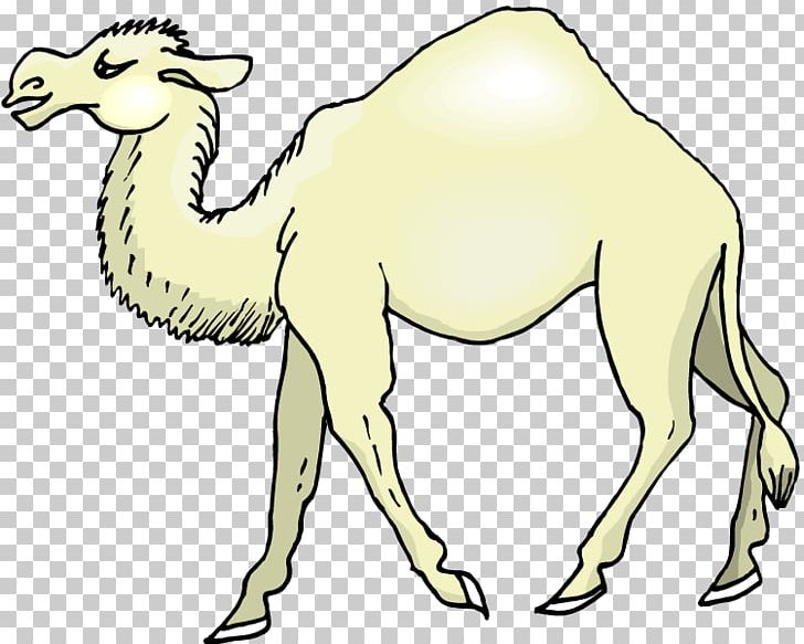 Camel Graphics Drawing PNG, Clipart, Animal Figure, Animals, Arabian Camel, Camel, Camel Like Mammal Free PNG Download