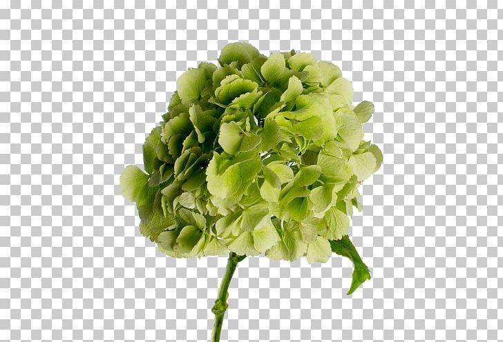 Hydrangea Green Cut Flowers PNG, Clipart, Cornales, Cut Flowers, Flower, Flowering Plant, Green Free PNG Download