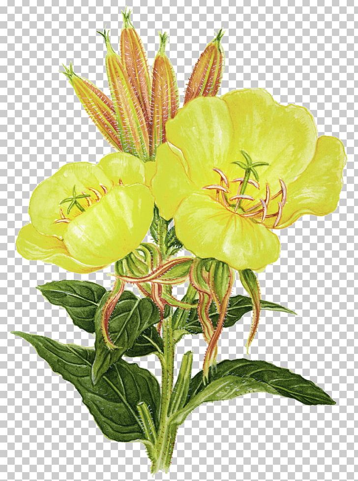 Flower Plant Common Evening-primrose Essential Fatty Acid Herb PNG, Clipart, Alstroemeriaceae, Buttercup, Common Eveningprimrose, Cut Flowers, Evening Primrose Free PNG Download