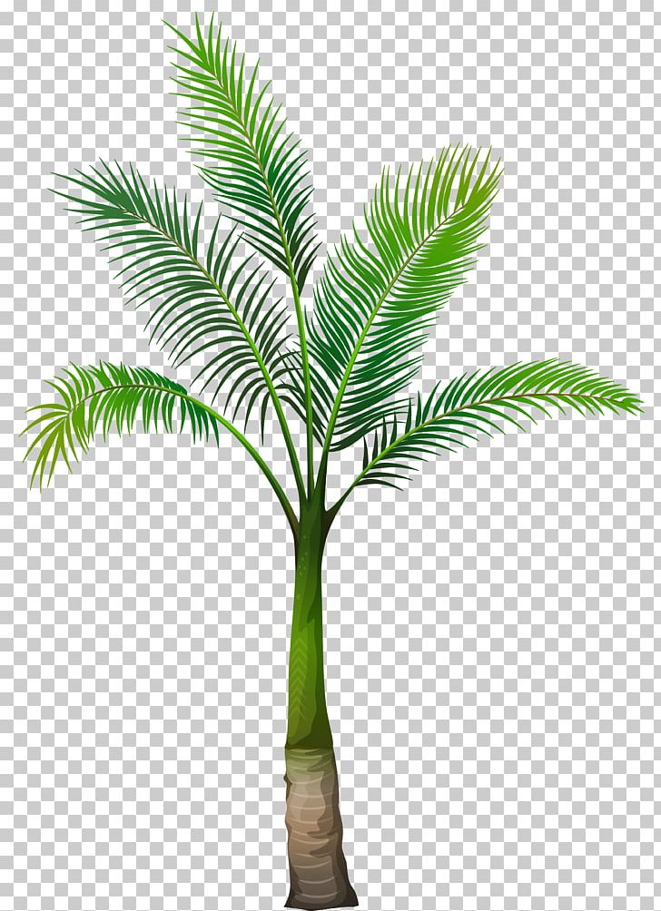 Washingtonia Filifera Arecaceae Tree PNG, Clipart, Arecaceae, Arecales, Attalea Speciosa, Borassus Flabellifer, Coconut Free PNG Download