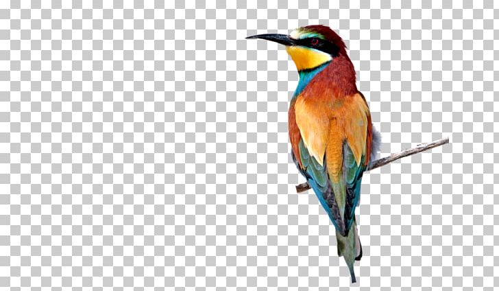 Bee-eater Hummingbird M PaintShop Pro Tutorial PNG, Clipart, Animated, Animated Gif, Beak, Bee Eater, Bee Eater Free PNG Download
