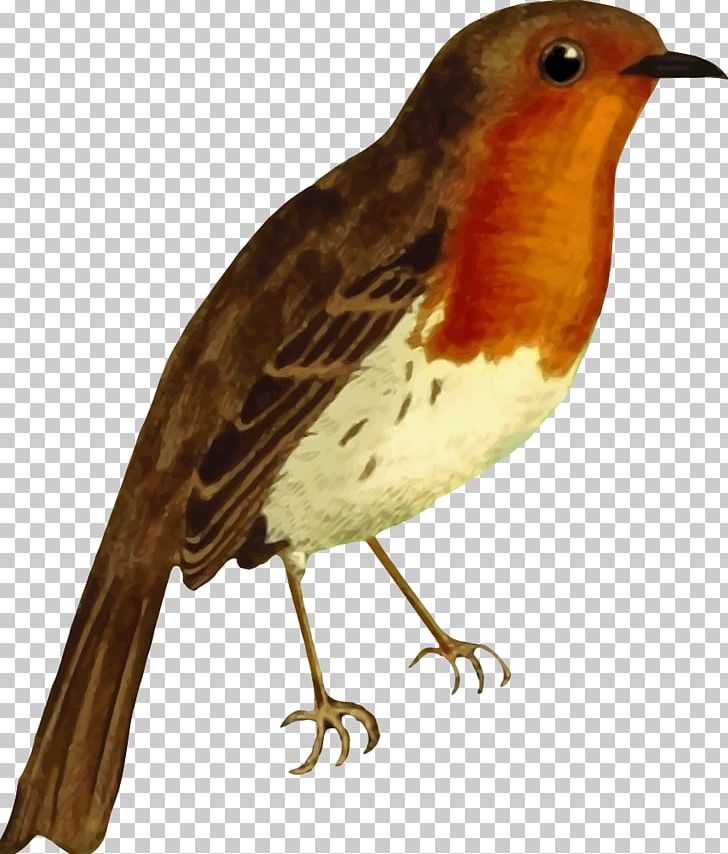 European Robin Bird PNG, Clipart, Beak, Bird, Clip Art, Computer Icons, Desktop Wallpaper Free PNG Download