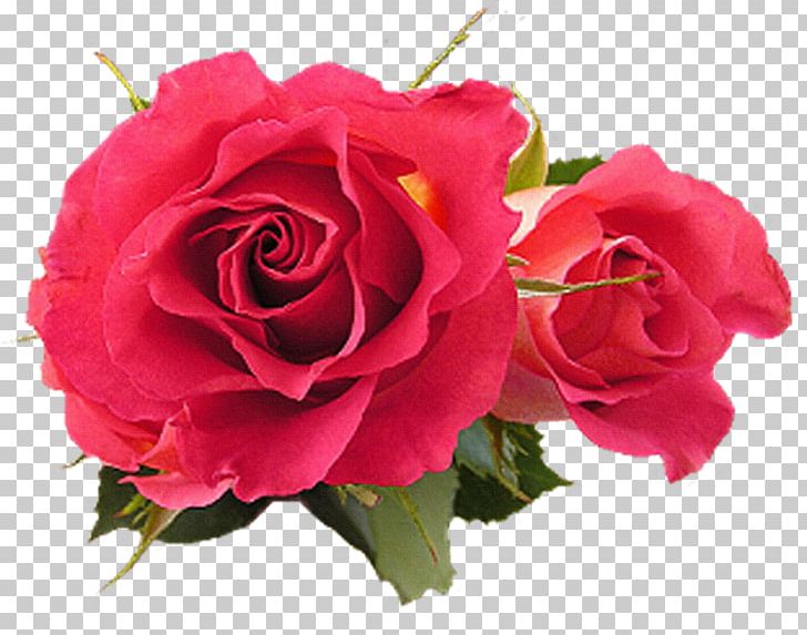 Flower Rose Fuchsia Pink PNG, Clipart, Annual Plant, Artificial Flower, China Rose, Color, Cut Flowers Free PNG Download