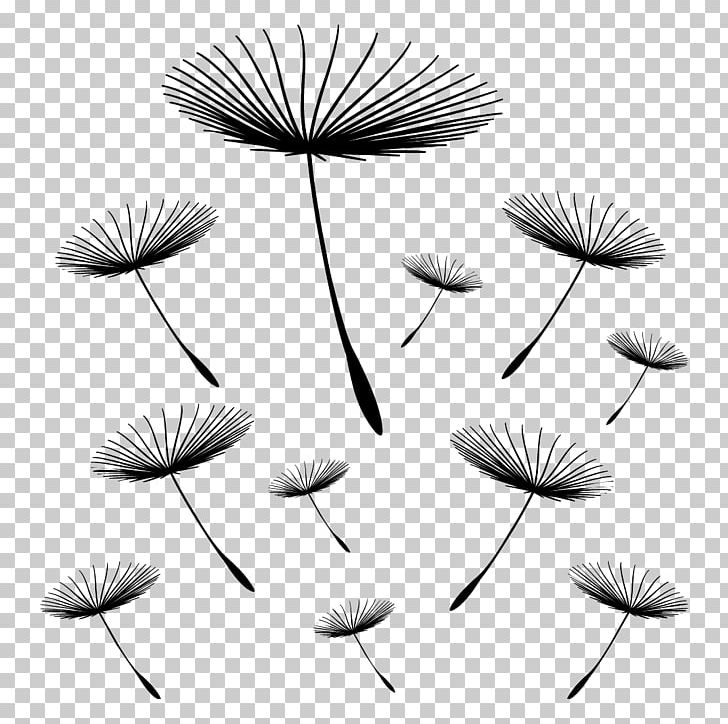 Pissenlit Sticker Room Photography Wall Decal PNG, Clipart, Achene, Black And White, Dandelion, Flora, Flower Free PNG Download