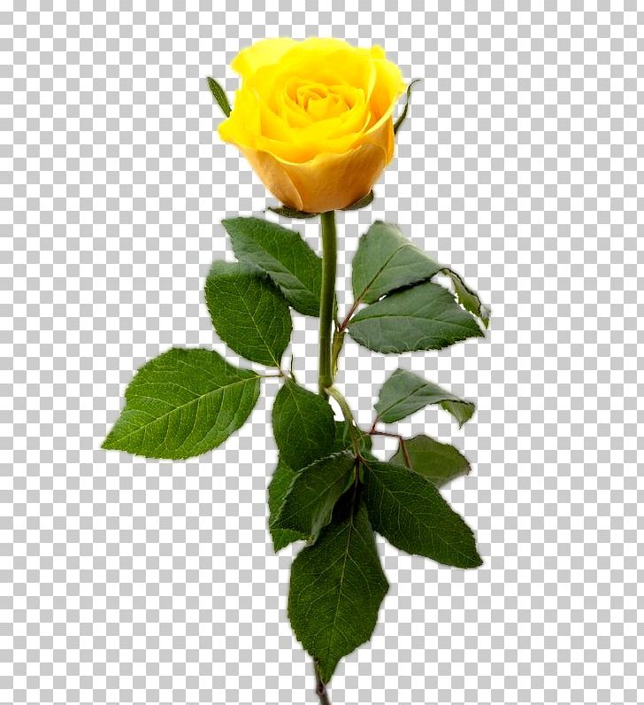 Stock Photography Yellow Rose PNG, Clipart, Cut Flowers, Desktop Wallpaper, Flower, Flowering Plant, Flowerpot Free PNG Download