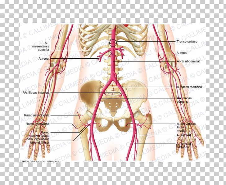 Abdomen Median Sacral Artery Abdominal Aorta Pelvis PNG, Clipart, Abdomen, Abdominal Aorta, Angle, Arm, Artery Free PNG Download