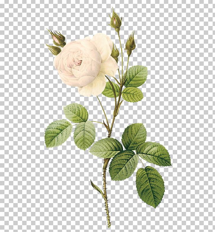 Moss Rose Botany Botanical Illustration Rose Family PNG, Clipart, Botany, Branch, Cut Flowers, Digital Image, Flower Free PNG Download