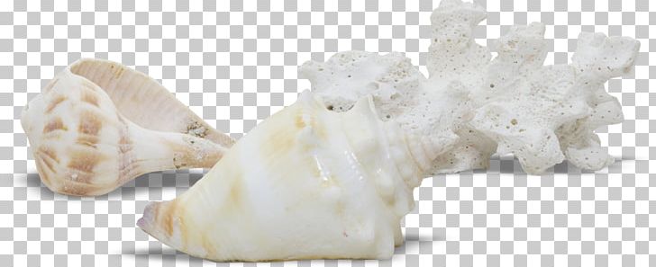 Seashell Viviparidae PNG, Clipart, Beach, Cart, Conch, Conch Blowing, Conchs Free PNG Download