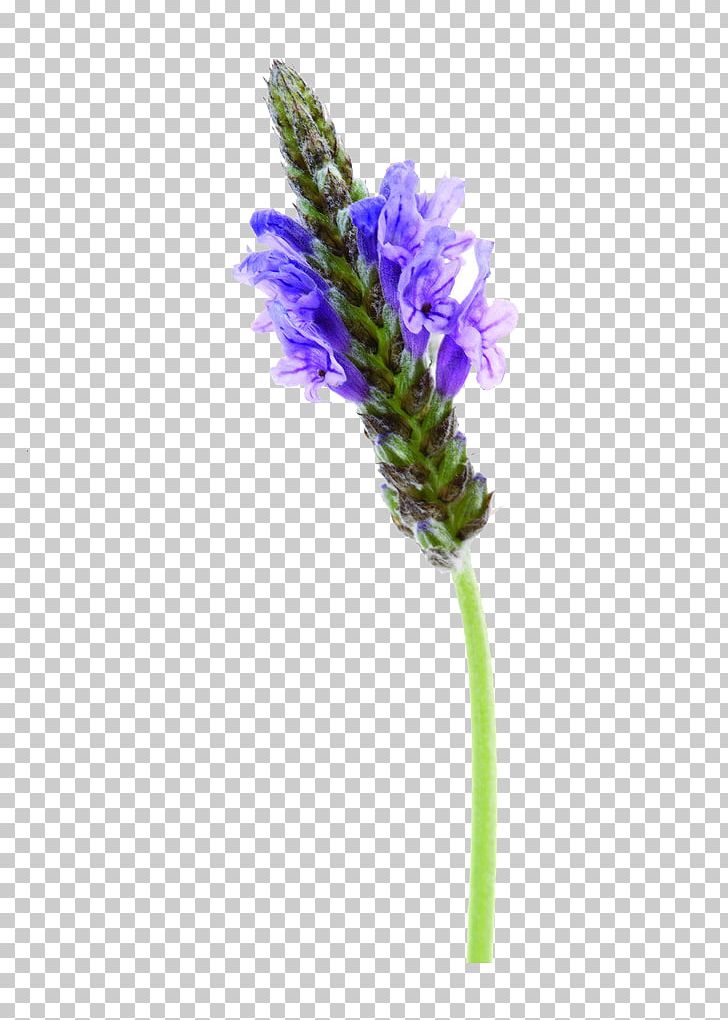 English Lavender File Formats Purple PNG, Clipart, English Lavender, Flower, Flowering Plant, French Lavender, Image File Formats Free PNG Download