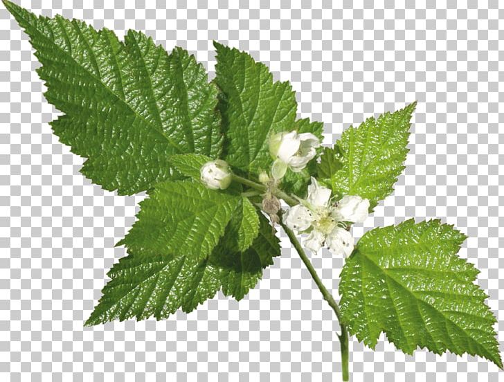 Leaf Herb Plant Common Nettle Archive File PNG, Clipart, Archive File, Beefsteak Plant, Common Nettle, Elm Family, Herb Free PNG Download
