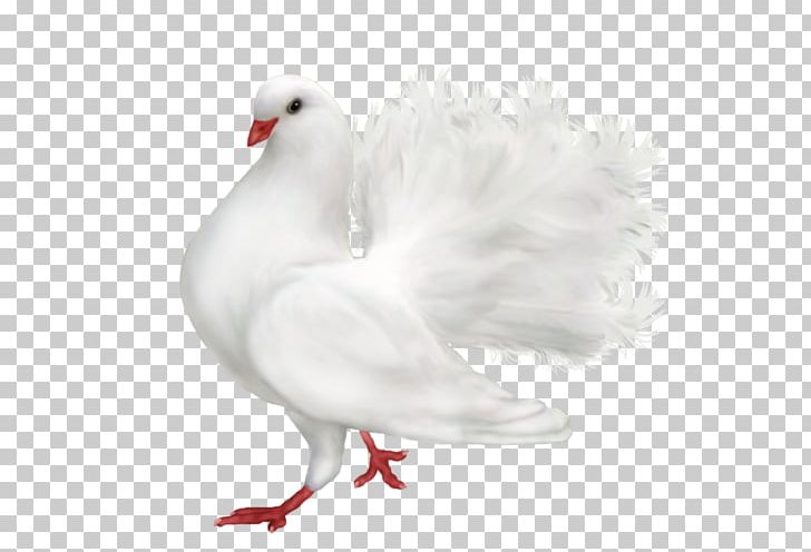 Columbidae Bird Domestic Pigeon PNG, Clipart, Animal, Animals, Beak, Bird, Chicken Free PNG Download