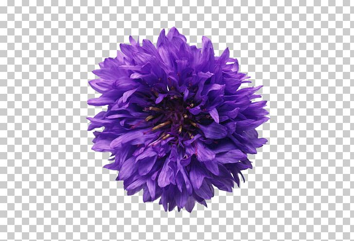 Молодой богач Cornflower Plant Mountain Bluet PNG, Clipart, Aster, Bachelor, Chemical Substance, Chemistry, Chrysanths Free PNG Download