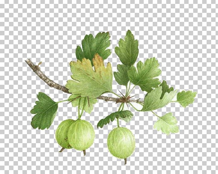 Gooseberry Watercolor Painting Botanical Illustration Botany PNG, Clipart, Background Green, Branch, Christmas Decoration, Color, Currant Free PNG Download