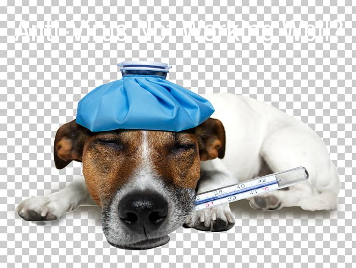 Jack Russell Terrier Pet Sitting Vetria Pet Wellness & Surgery Center Puppy PNG, Clipart, Amp, Canine Influenza, Center, Detection Dog, Dog Free PNG Download