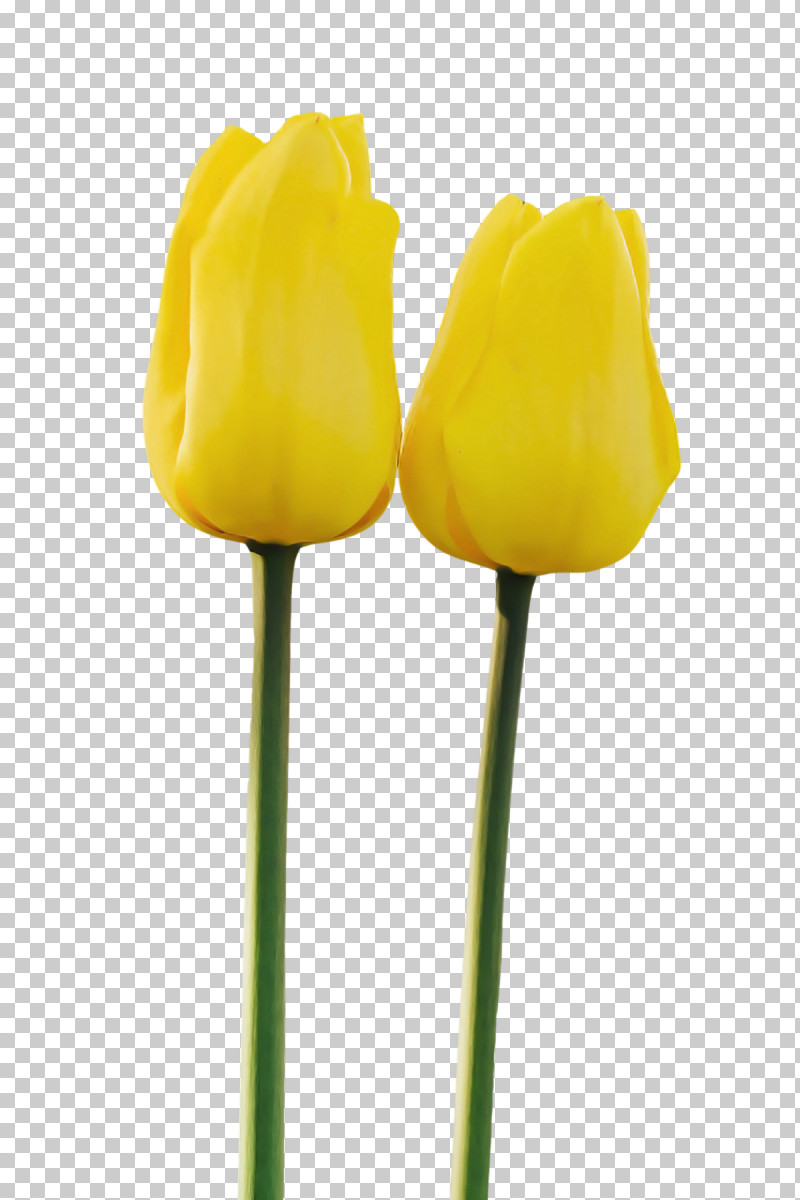 Tulip Plant Stem Flower Yellow Cut Flowers PNG, Clipart, Bud, Crop, Cut Flowers, Flower, Ink Free PNG Download