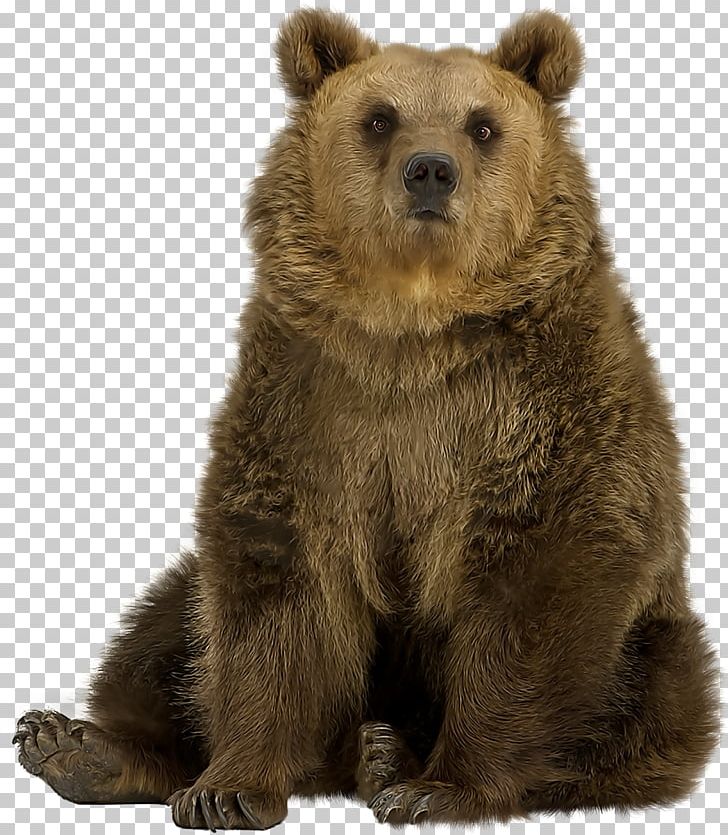 Brown Bear American Black Bear Polar Bear Grizzly Bear PNG, Clipart, American Black Bear, Animal, Animals, Bear, Bears Free PNG Download
