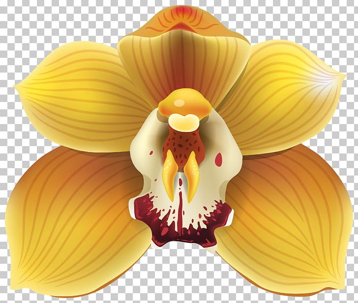 Cypripedium Flower Yellow PNG, Clipart, Brassolaeliocattleya, Cattleya Orchids, Cypripedium, Drawing, Flower Free PNG Download
