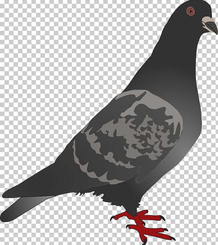 Homing Pigeon Columbidae Bird PNG, Clipart, Animals, Beak, Bird, Bird Flight, Columbidae Free PNG Download