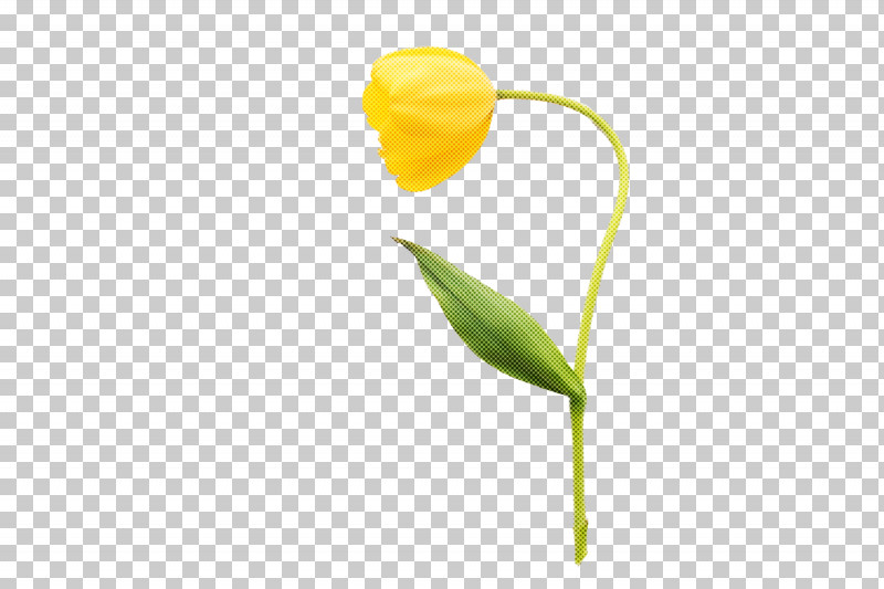 Plant Stem Flower Tulip Petal Yellow PNG, Clipart, Biology, Flower, Petal, Plants, Plant Stem Free PNG Download