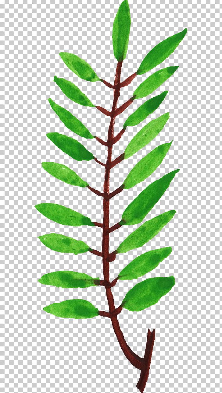 Leaf Plant Stem Twig Branch PNG, Clipart, Branch, Com, Download, Leaf, Organism Free PNG Download
