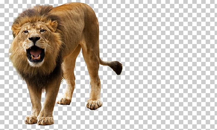 Lion Roar PNG, Clipart, Angry, Animals, Big Cats, Carnivoran, Cat Like Mammal Free PNG Download