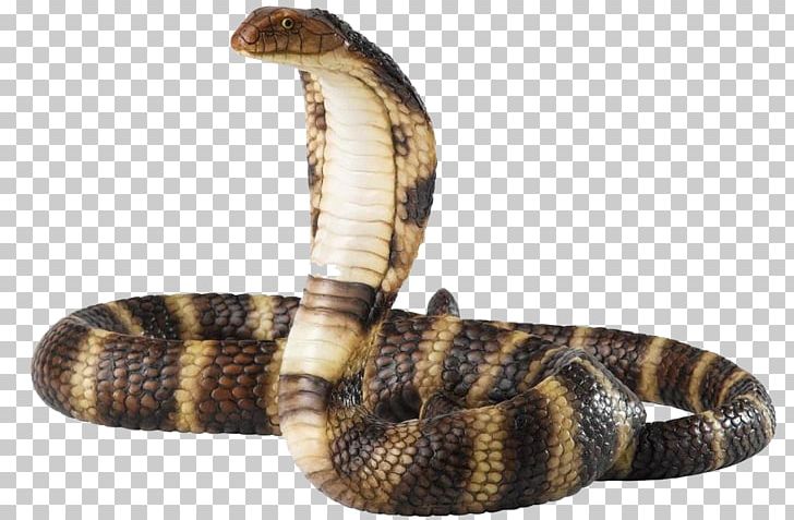Snake King Cobra PNG, Clipart, Animals, Black Rat Snake, Cobra, Elapidae, Free Download Free PNG Download