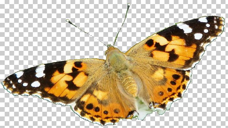 Brush-footed Butterflies Moth Pieridae Gossamer-winged Butterflies Butterfly PNG, Clipart, Animal, Arthropod, Bobo, Brush Footed Butterflies, Brush Footed Butterfly Free PNG Download
