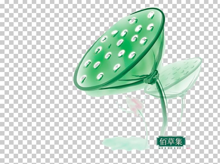 China Nelumbo Nucifera PNG, Clipart, Bloom, Blooming, China, Download, Euclidean Vector Free PNG Download