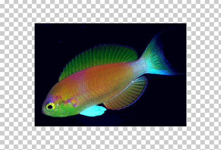 Fishing Pomacentridae Coral Reef Fish Aquariums PNG, Clipart, Actinopterygii, Aquarium, Aquariums, Coral Reef, Coral Reef Fish Free PNG Download