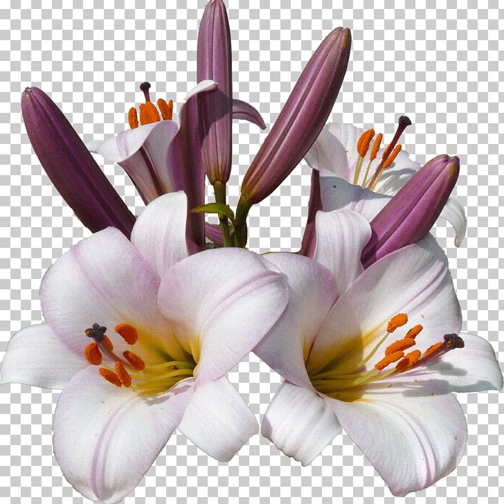 Flower Lilium Blume PNG, Clipart, Blume, Color, Crocus, Cut Flowers, Floristry Free PNG Download