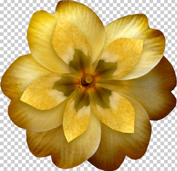 Yellow Flower Orange PNG, Clipart, Common Sunflower, Decoupage, Fleur, Flower, Flowering Plant Free PNG Download