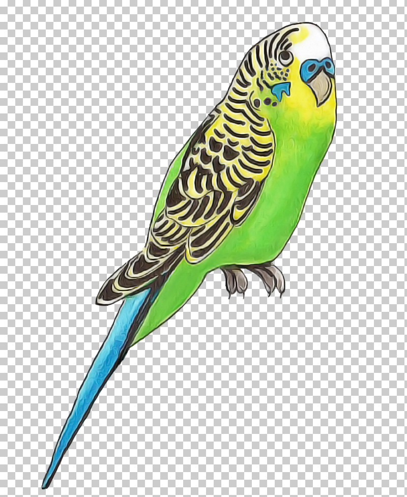 Budgerigar Parakeet Parrots Royalty-free Vector PNG, Clipart, Budgerigar, Macaw, Parakeet, Parrots, Poster Free PNG Download