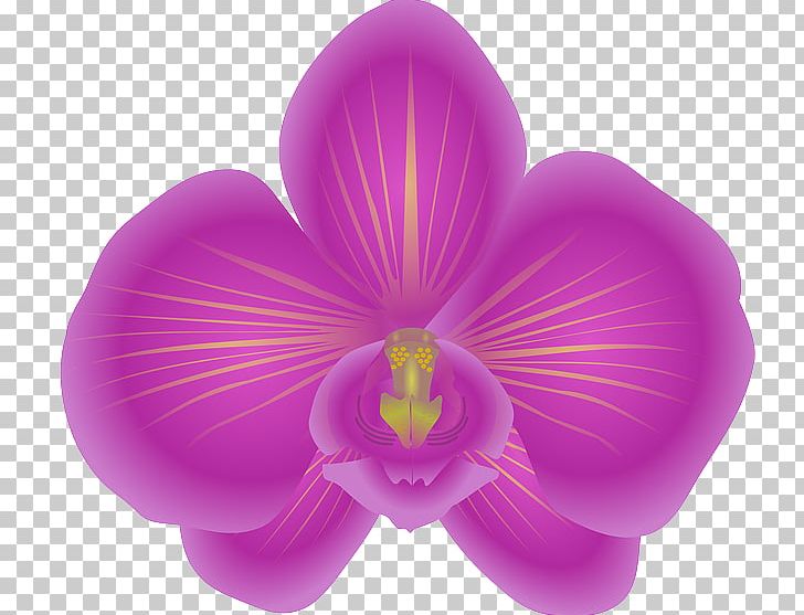 Cattleya Orchids PNG, Clipart, Cattleya Orchids, Computer Icons, Flower, Flowering Plant, Lilac Free PNG Download