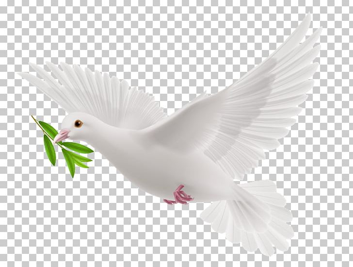 Doves As Symbols PNG, Clipart, Animals, Animation, Beak, Bird, Computer Wallpaper Free PNG Download