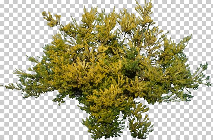 tree rendering plant dwg png clipart