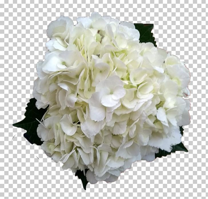 Cut Flowers French Hydrangea Plant Stem PNG, Clipart, Artificial Flower, Cornales, Cut Flowers, Floral Design, Floristry Free PNG Download
