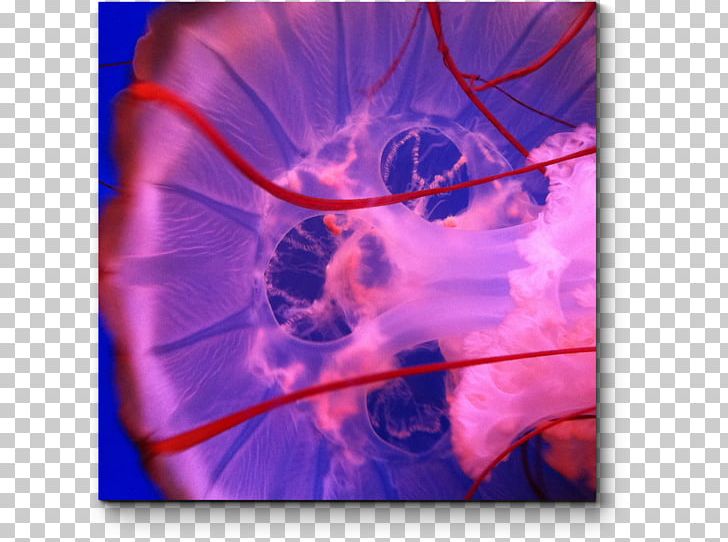 Jellyfish Stock Photography Ooo "Modulka" PNG, Clipart, Art, Blue, Blue Water, Computer Wallpaper, Desktop Wallpaper Free PNG Download